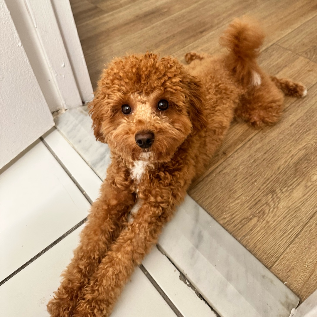 Picture of dogs