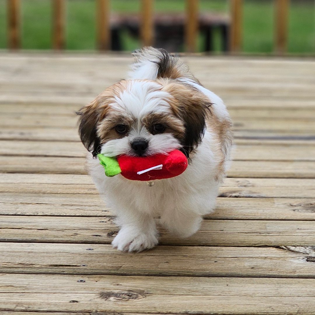 Picture of dogs