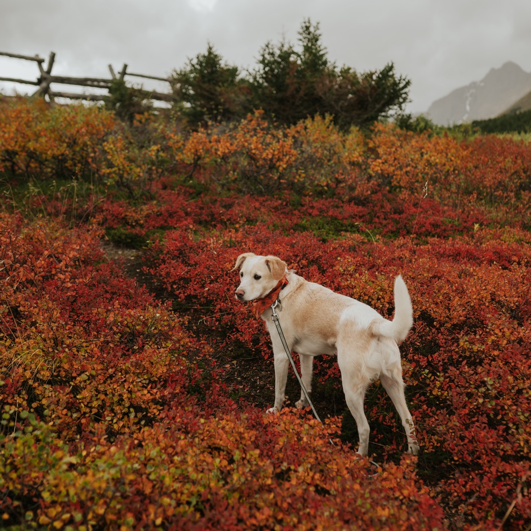 Picture of dogs