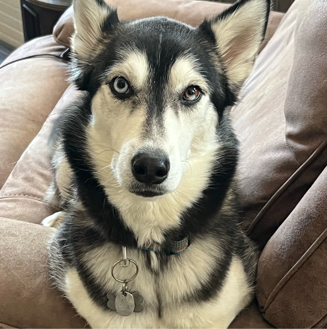 Picture of dogs