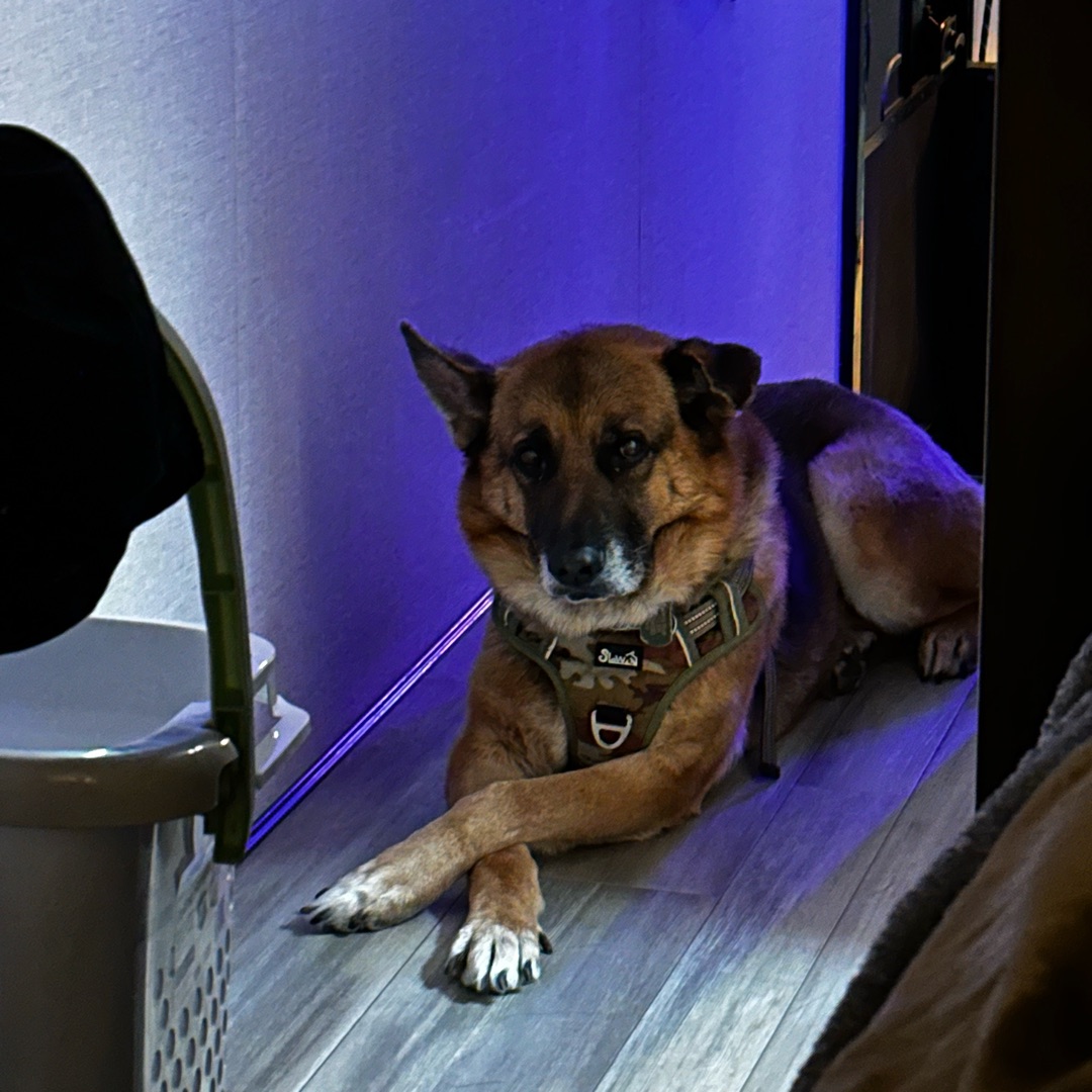 Picture of dogs
