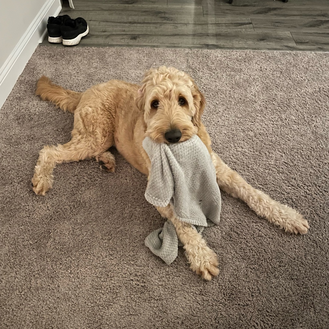 Picture of dogs