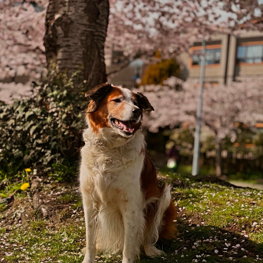 Picture of dogs