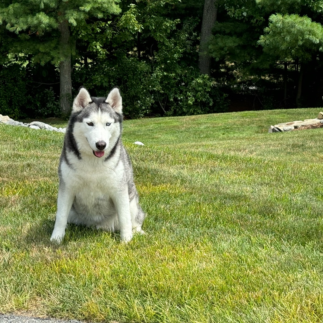 Picture of dogs