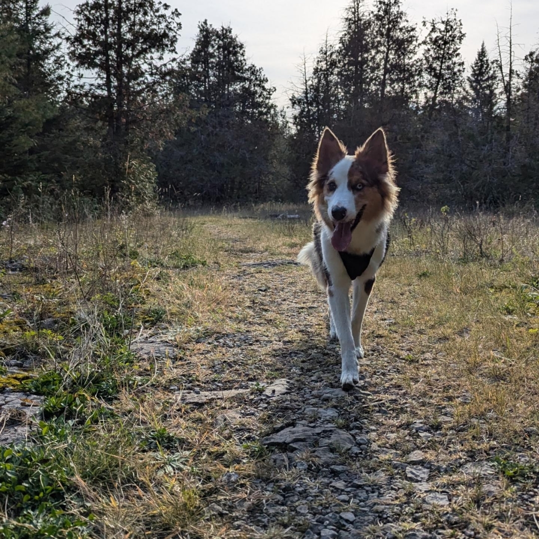 Picture of dogs