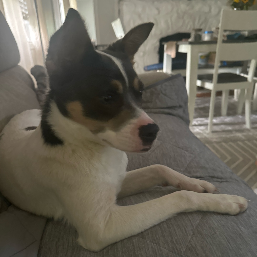 Picture of dogs