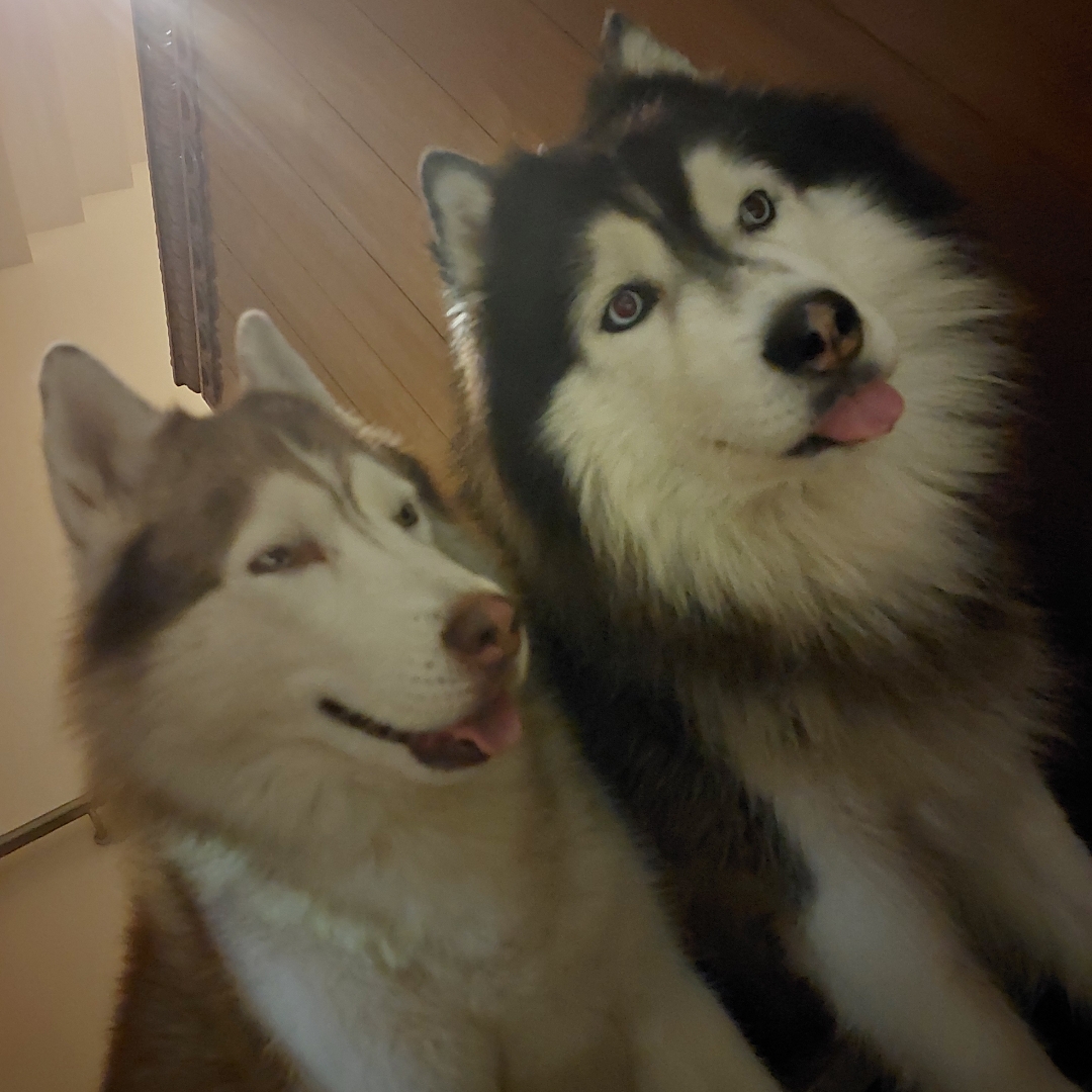 Picture of dogs