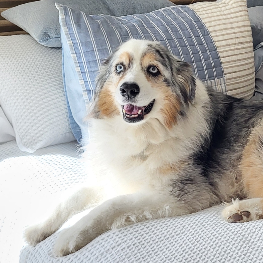 Picture of dogs