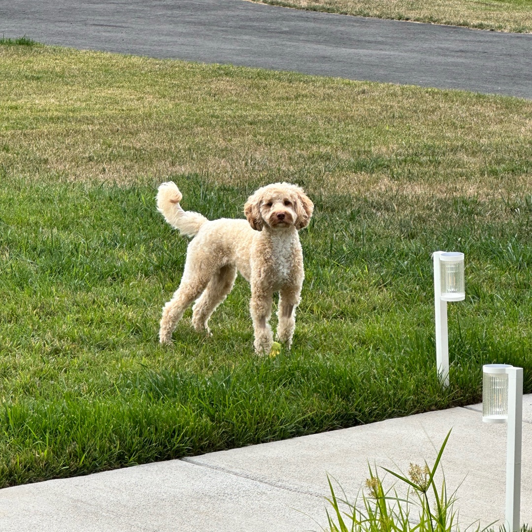 Picture of dogs