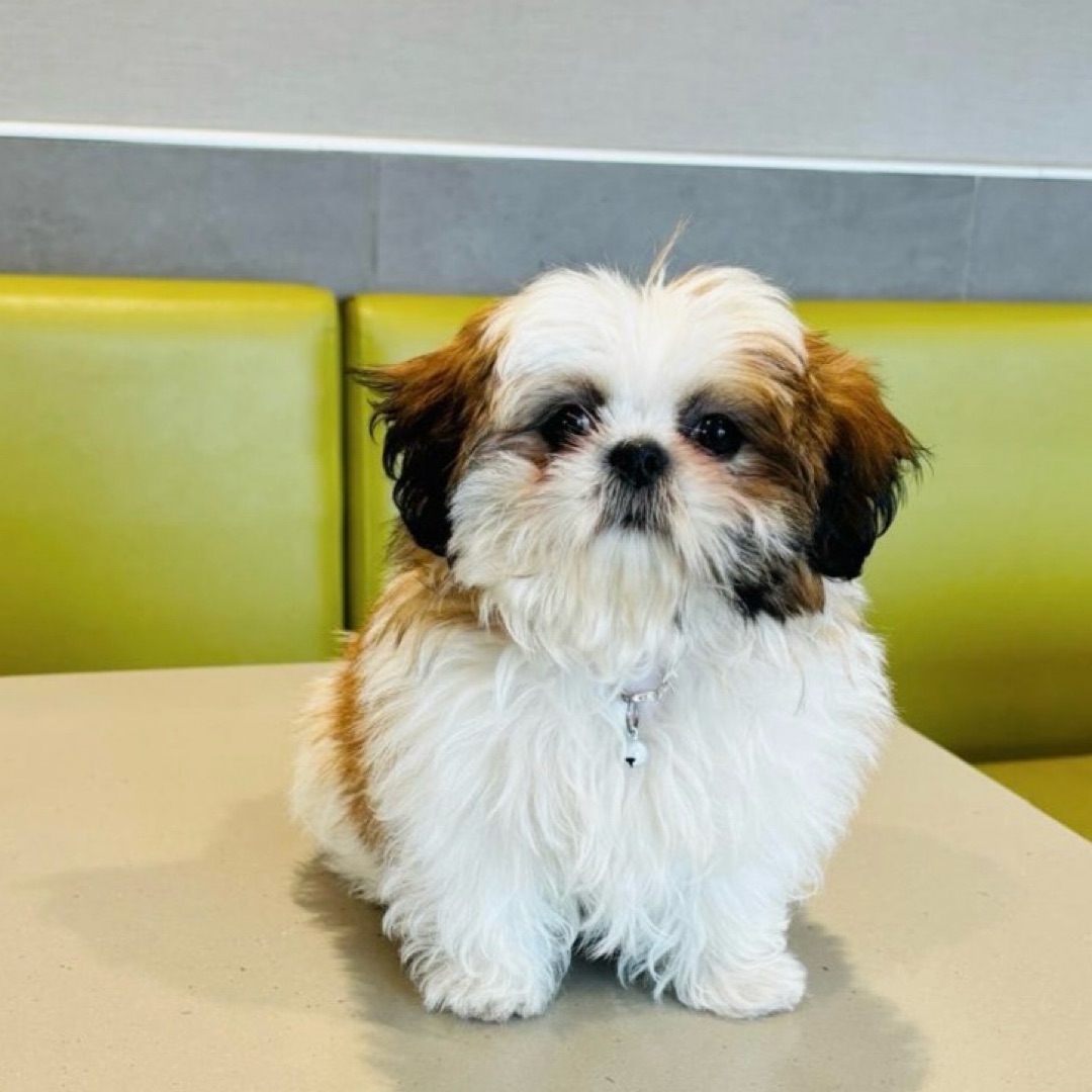 Picture of dogs