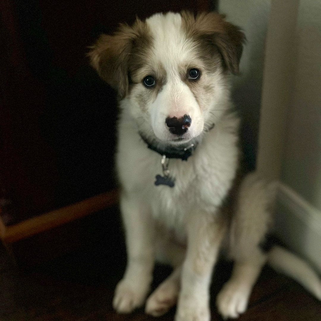 Picture of dogs