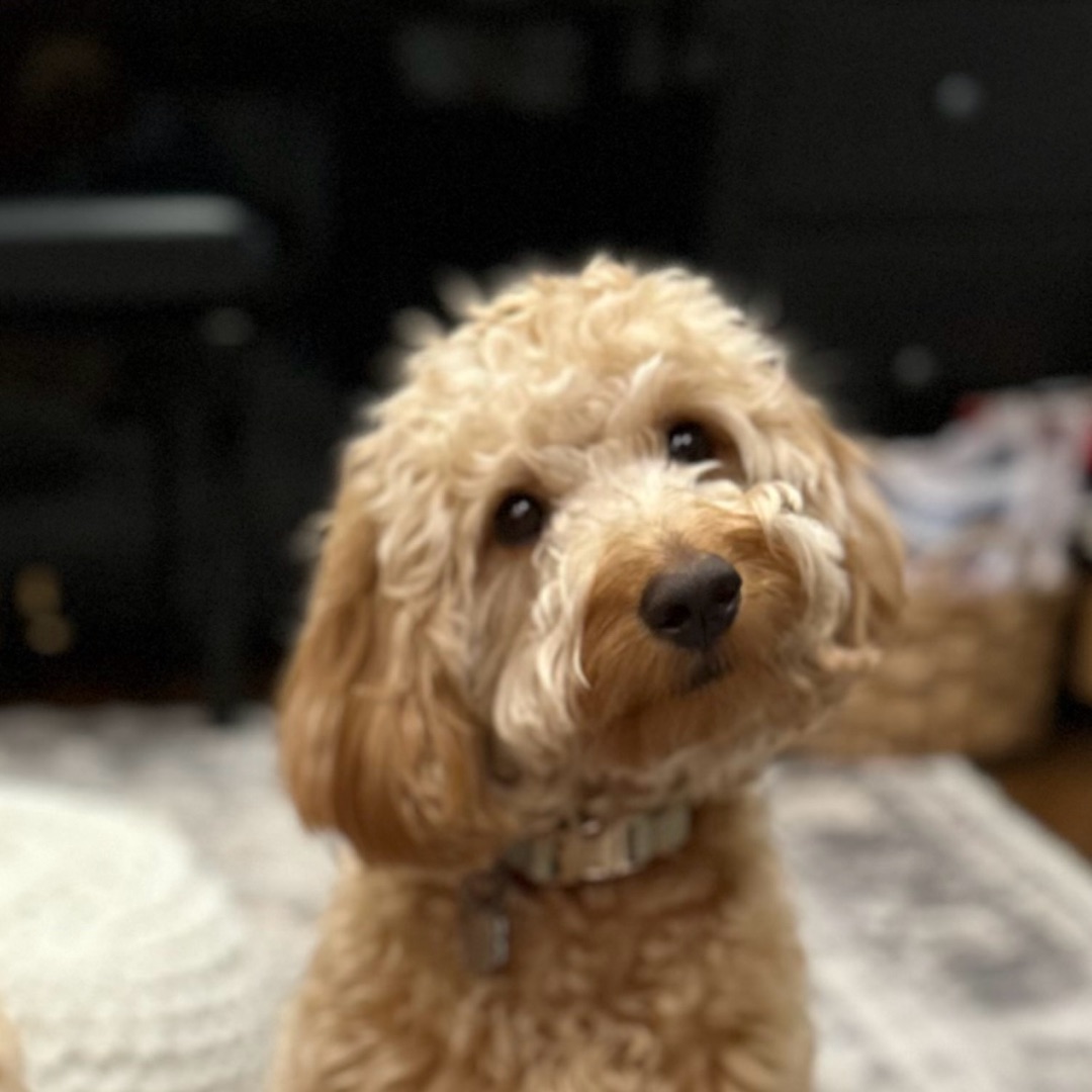 Picture of dogs