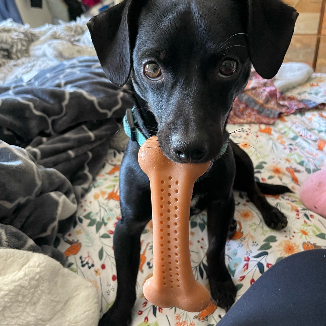 Picture of dogs