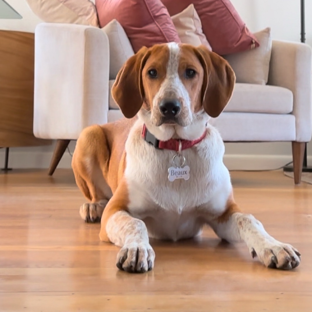 Picture of dogs