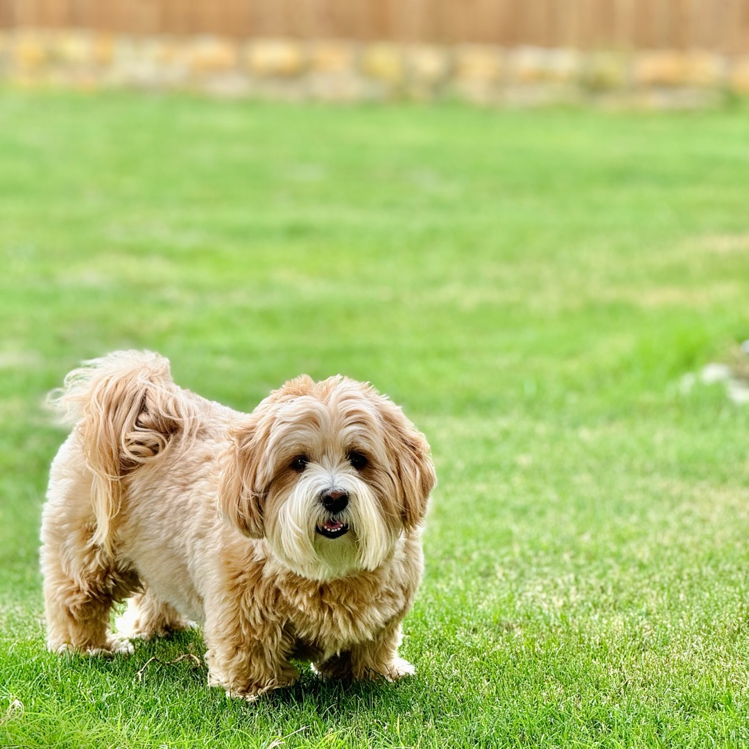 Picture of dogs