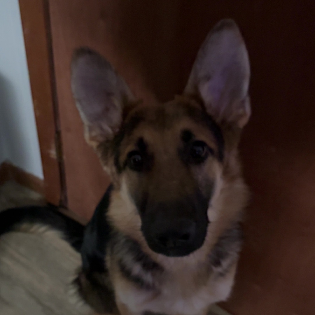 Picture of dogs