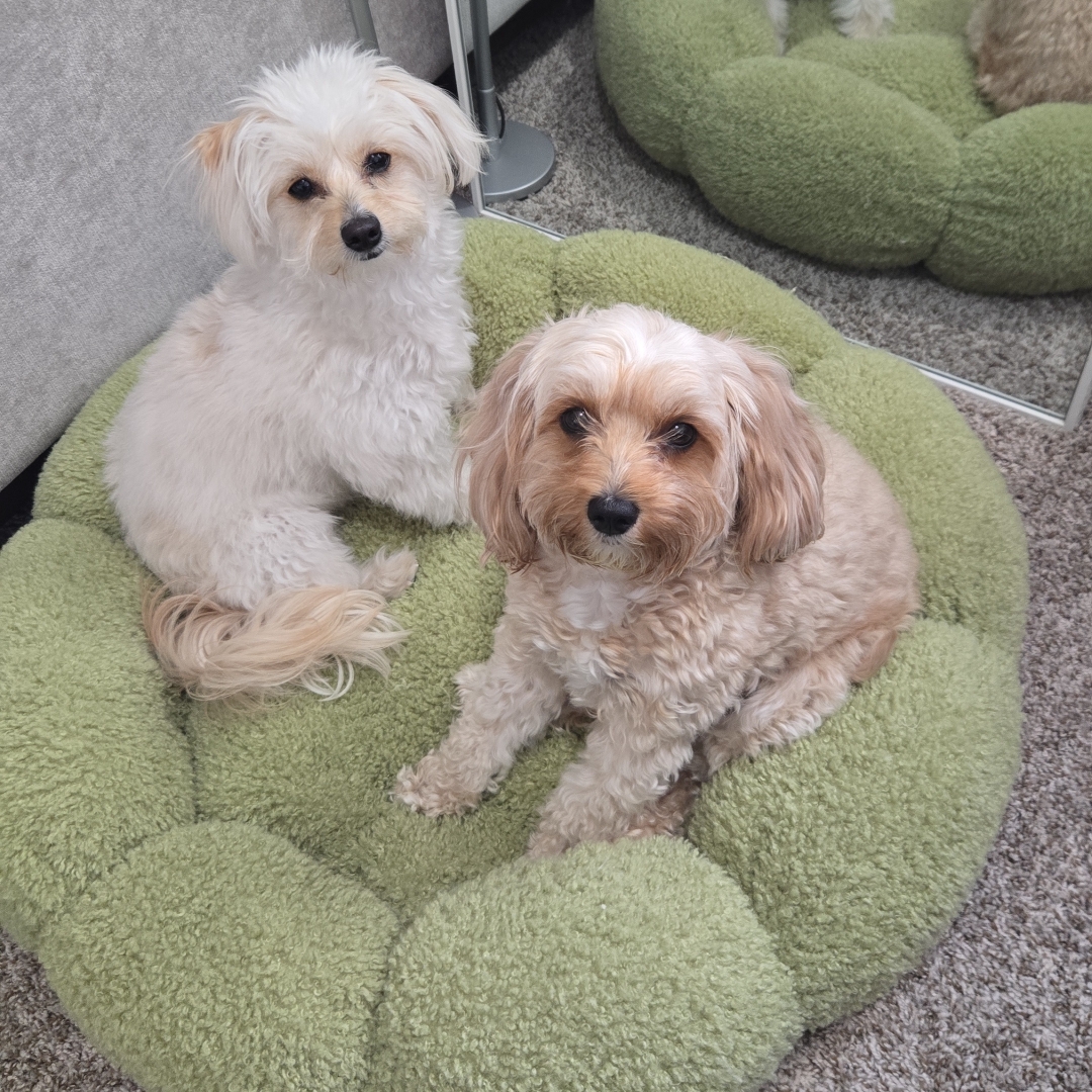 Picture of dogs