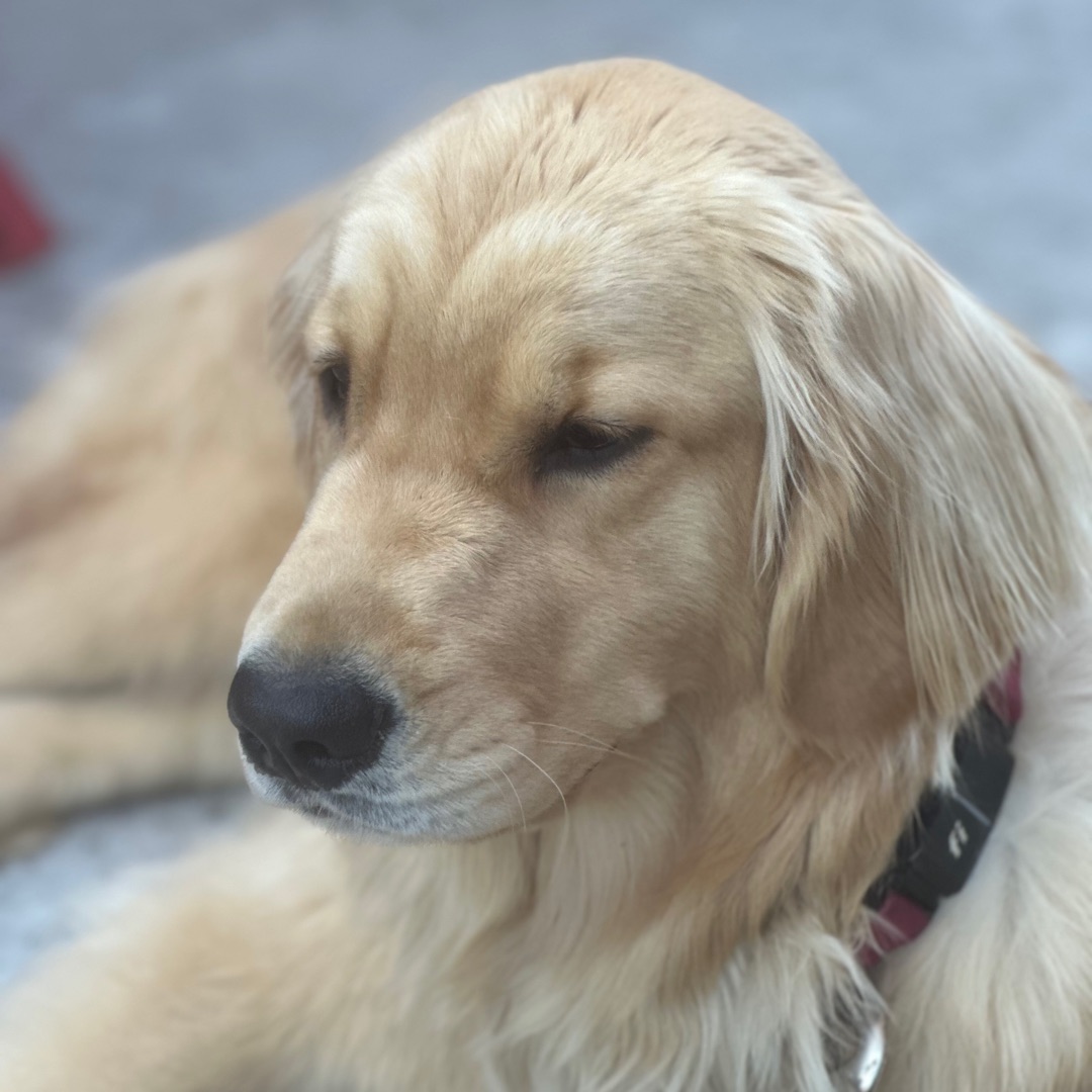 Picture of dogs
