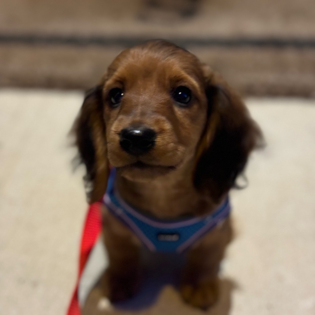 Picture of dogs