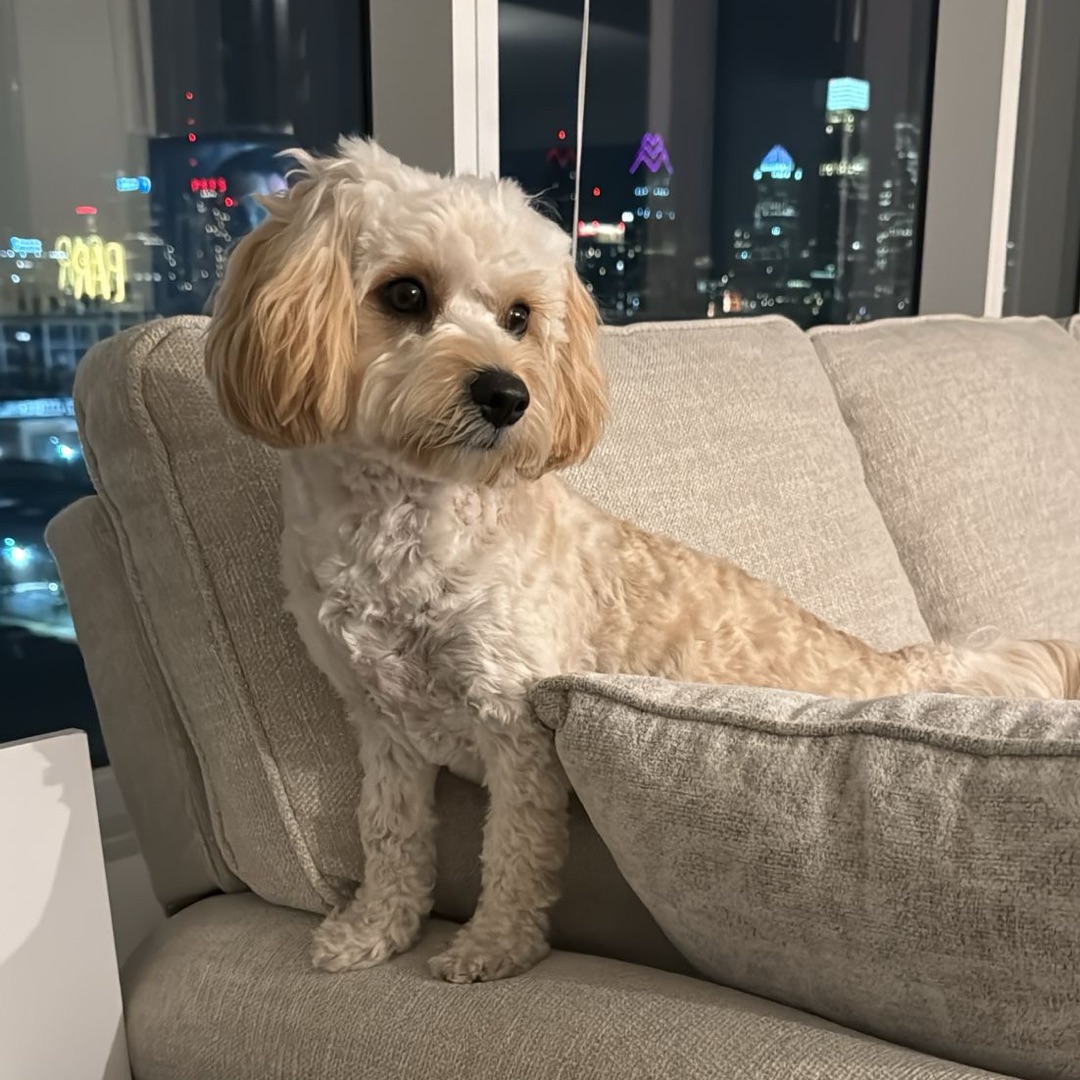 Picture of dogs