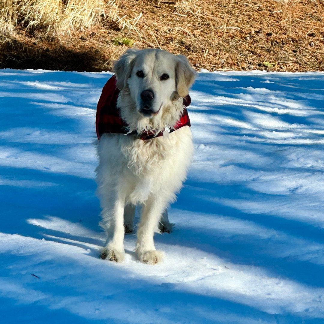 Picture of dogs