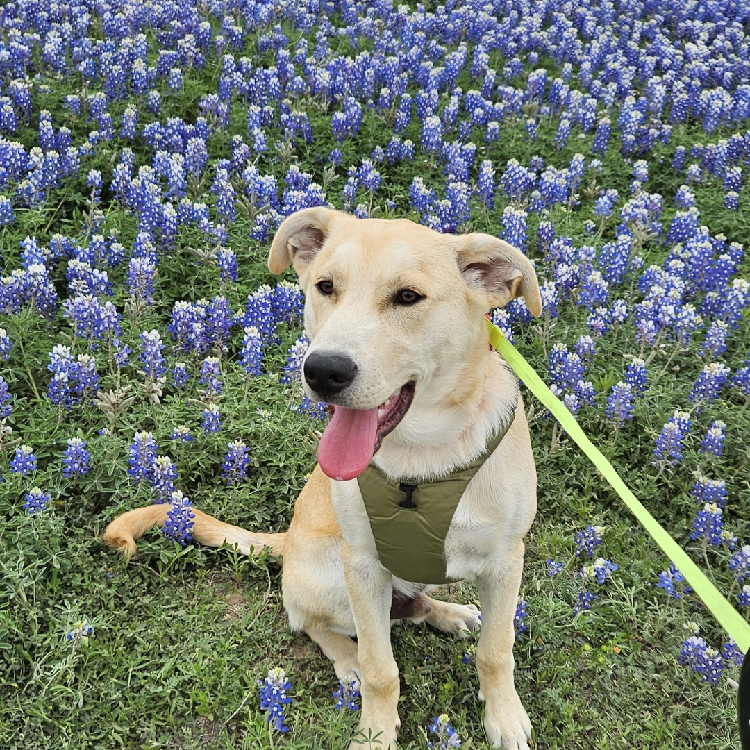Picture of dogs