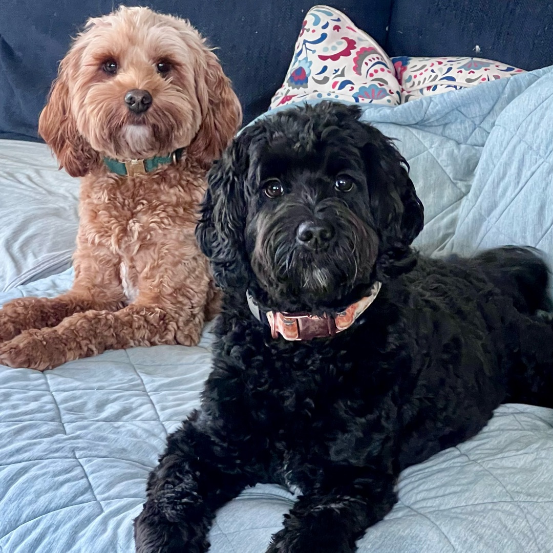 Picture of dogs