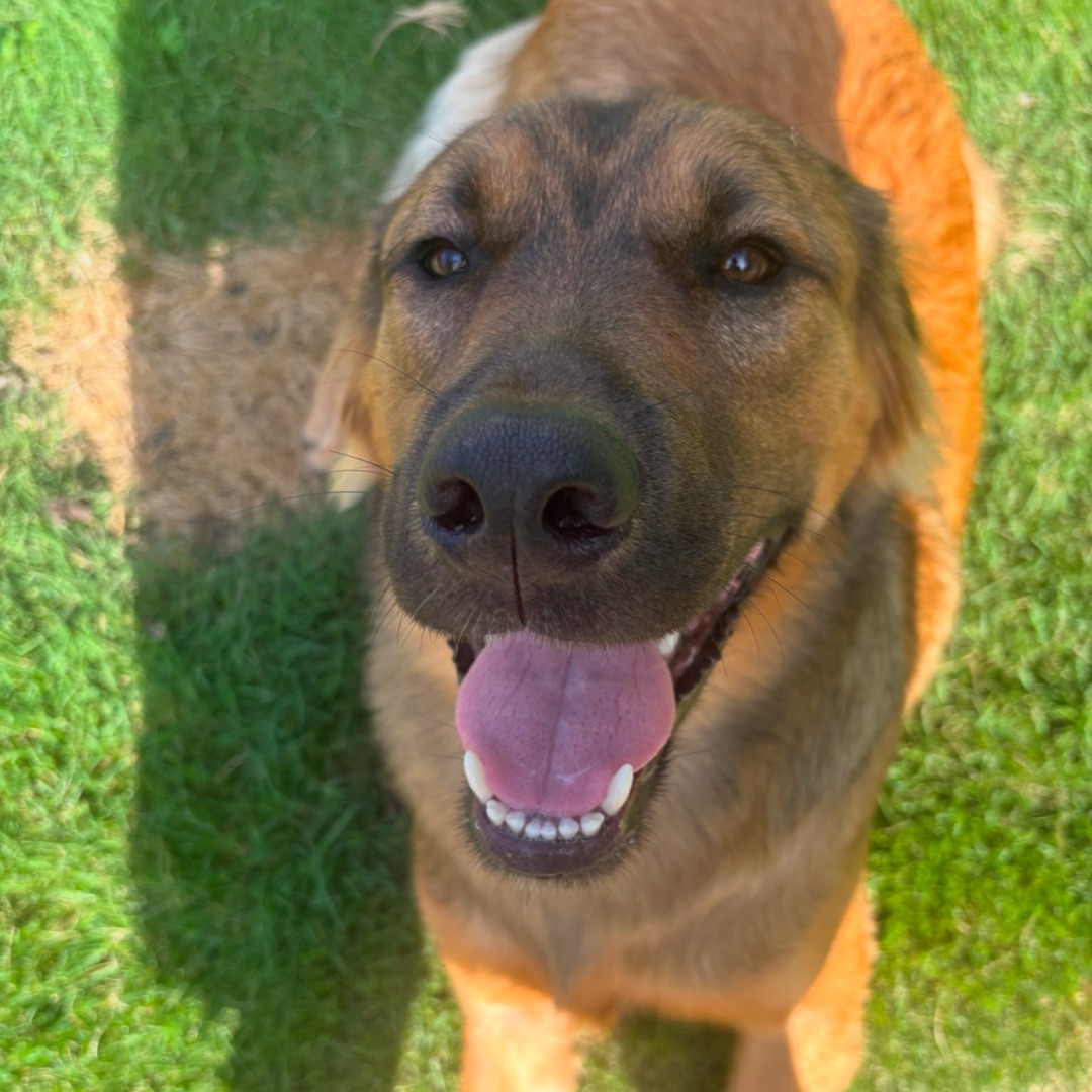 Picture of dogs