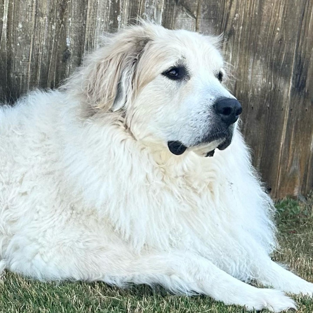 Picture of dogs