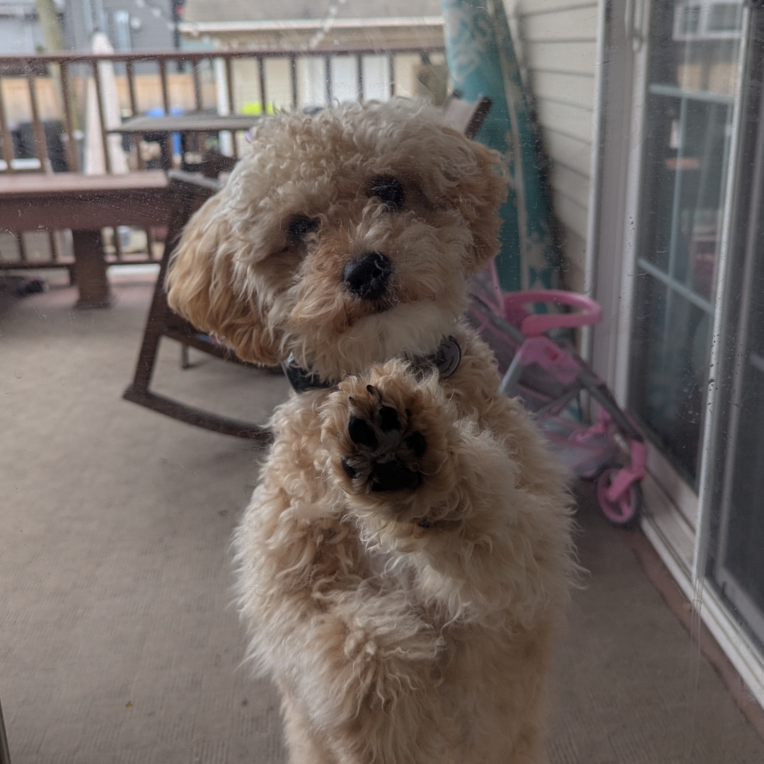 Picture of dogs