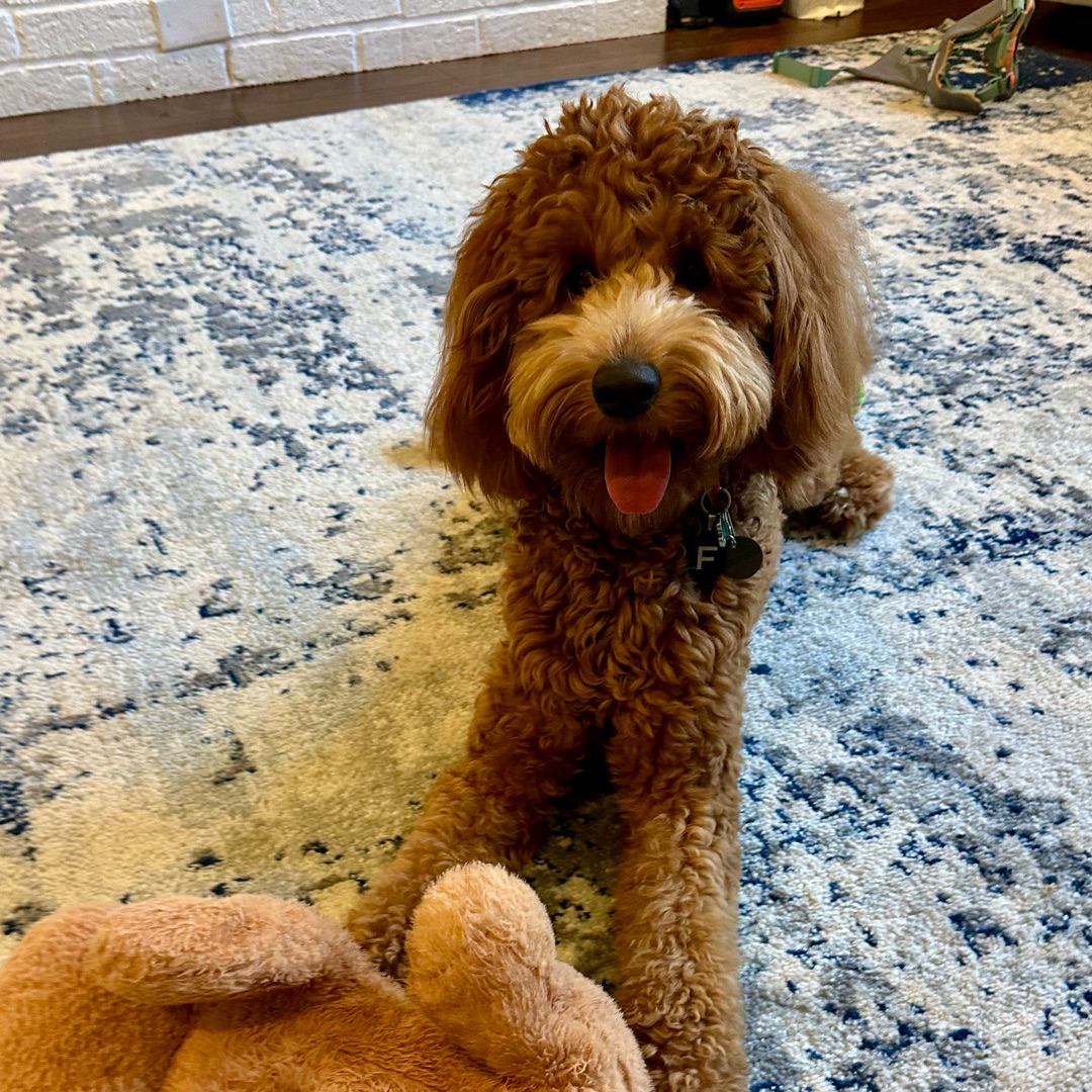 Picture of dogs