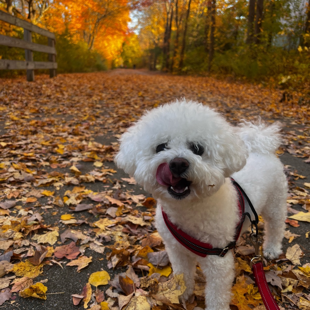 Picture of dogs