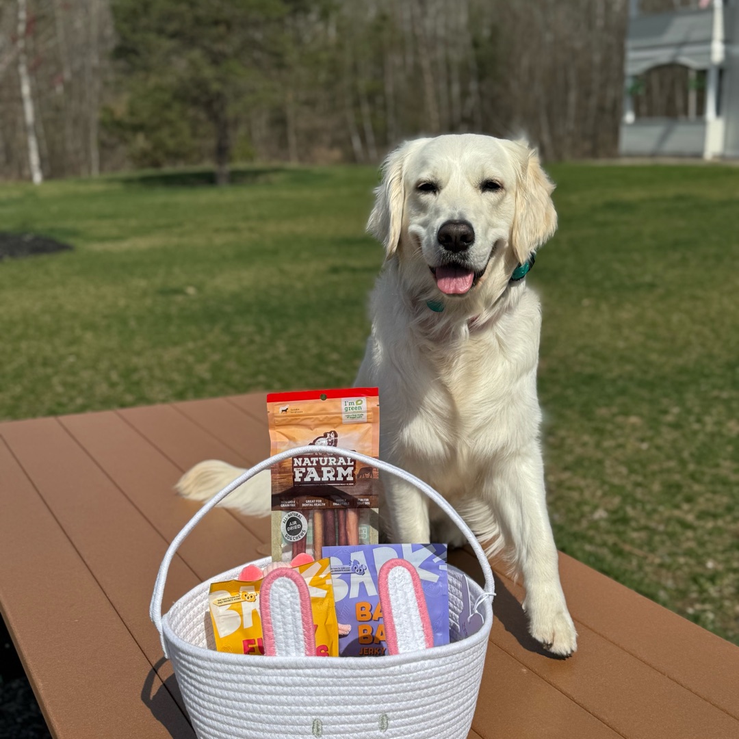 Picture of dogs