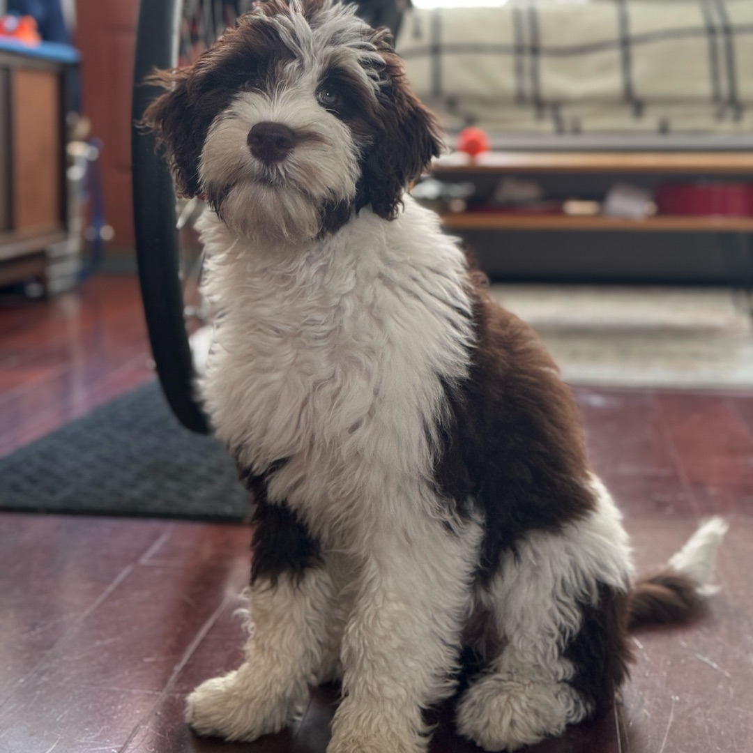 Picture of dogs