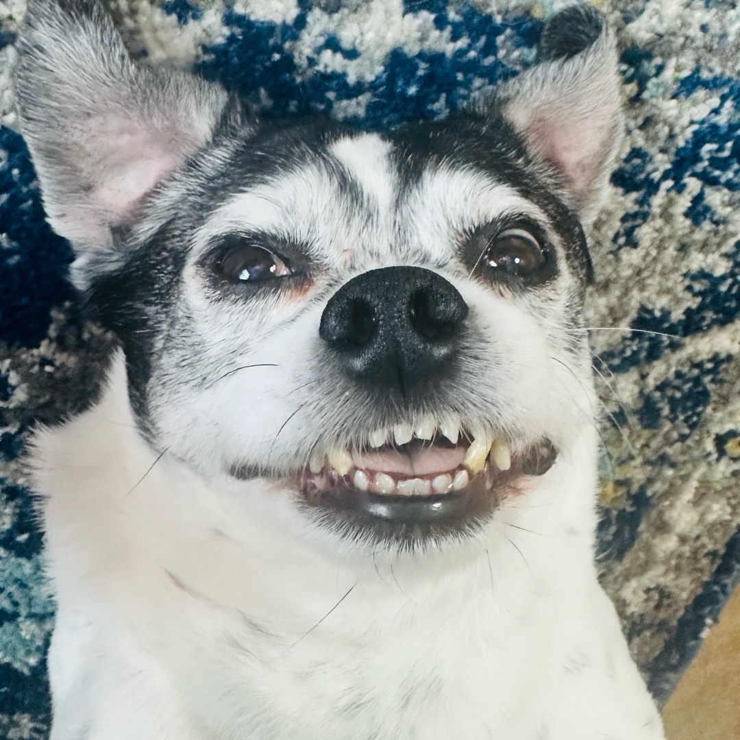 Picture of dogs