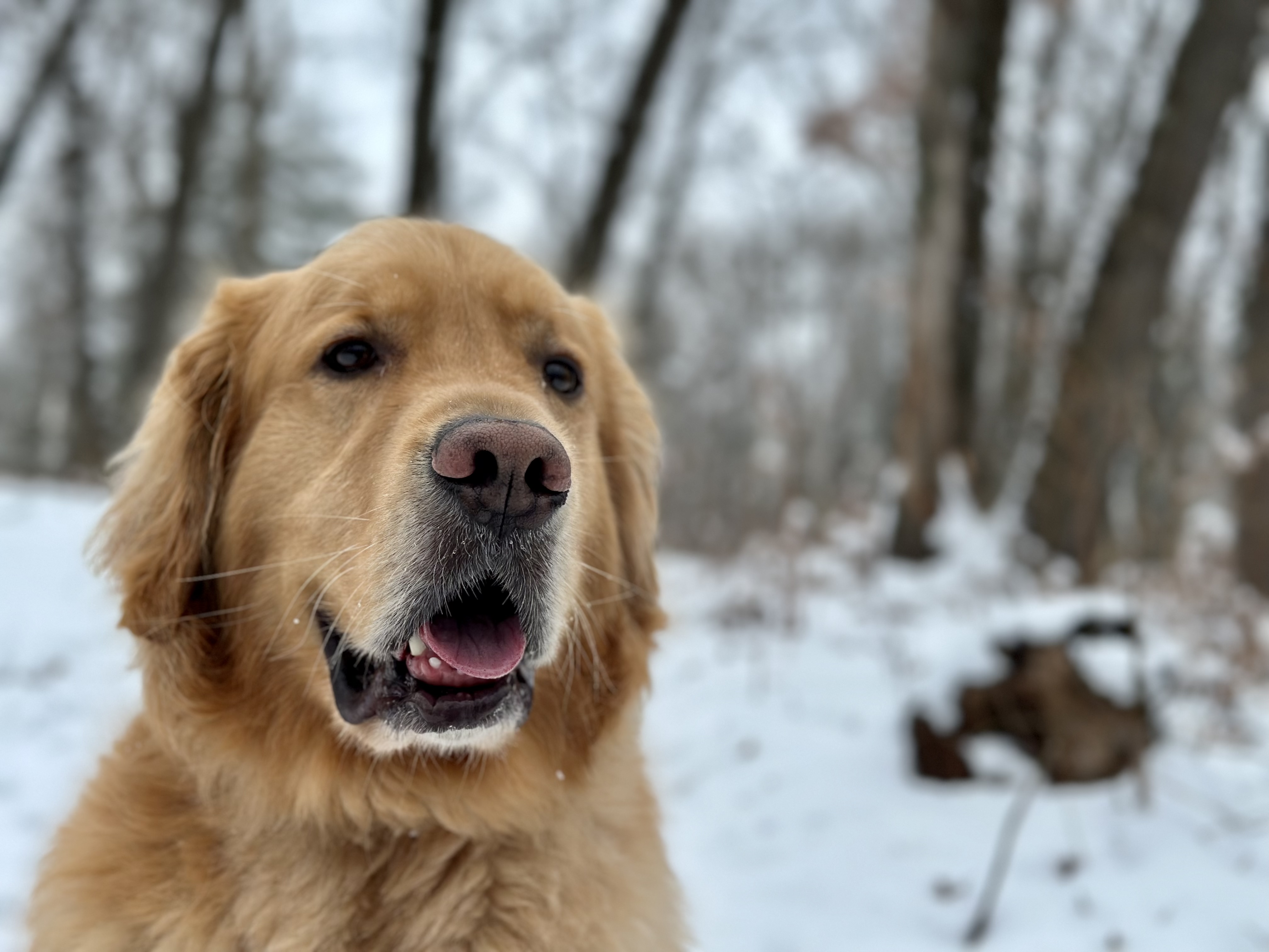 Picture of dogs