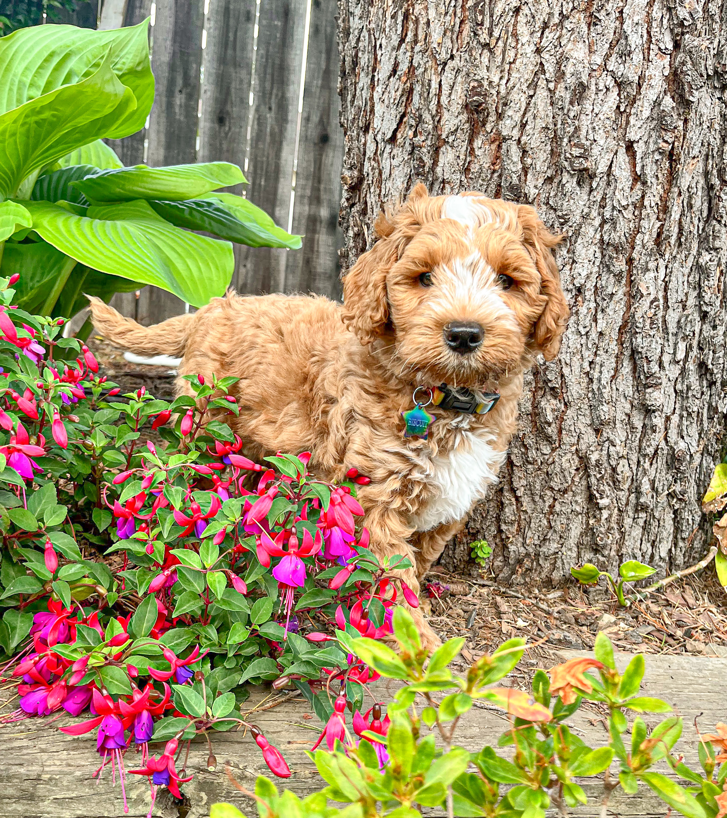 Picture of dogs