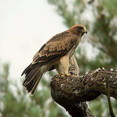 Aigle Botté