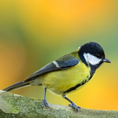 Mésange Charbonniere