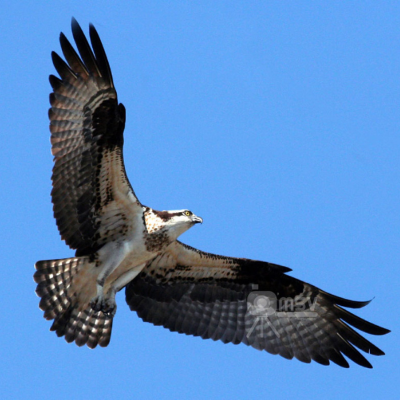 Balbuzard Pêcheur