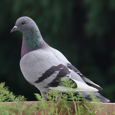 Pigeon Biset