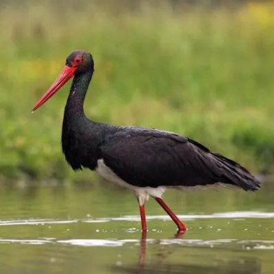 Cigogne Noire