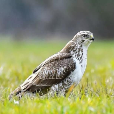 Buse Variable