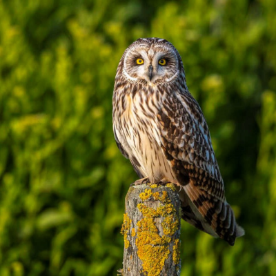 Hibou des Marais