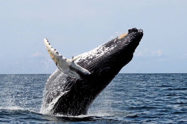 La baleine à bosse