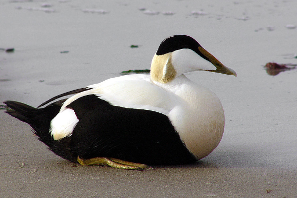 L’eider