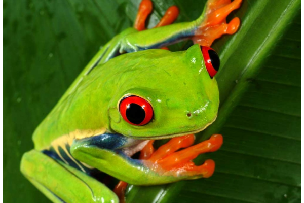 La grenouille amazonienne