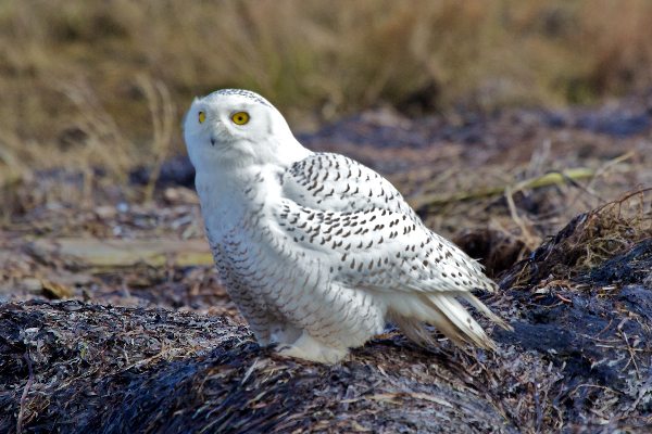 L’harfang des neiges