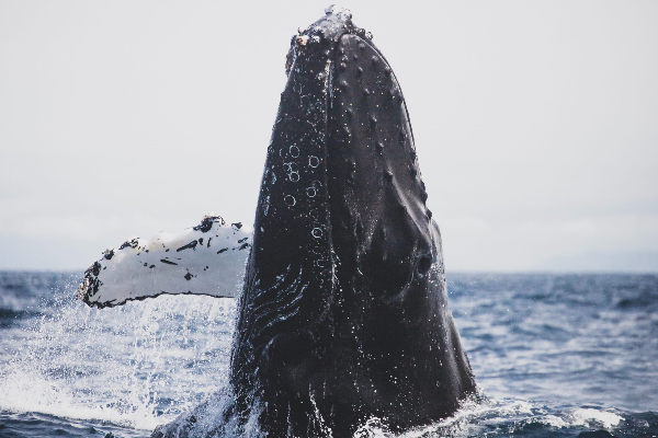 La baleine boréale