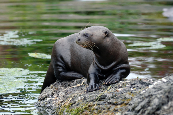 La loutre géante